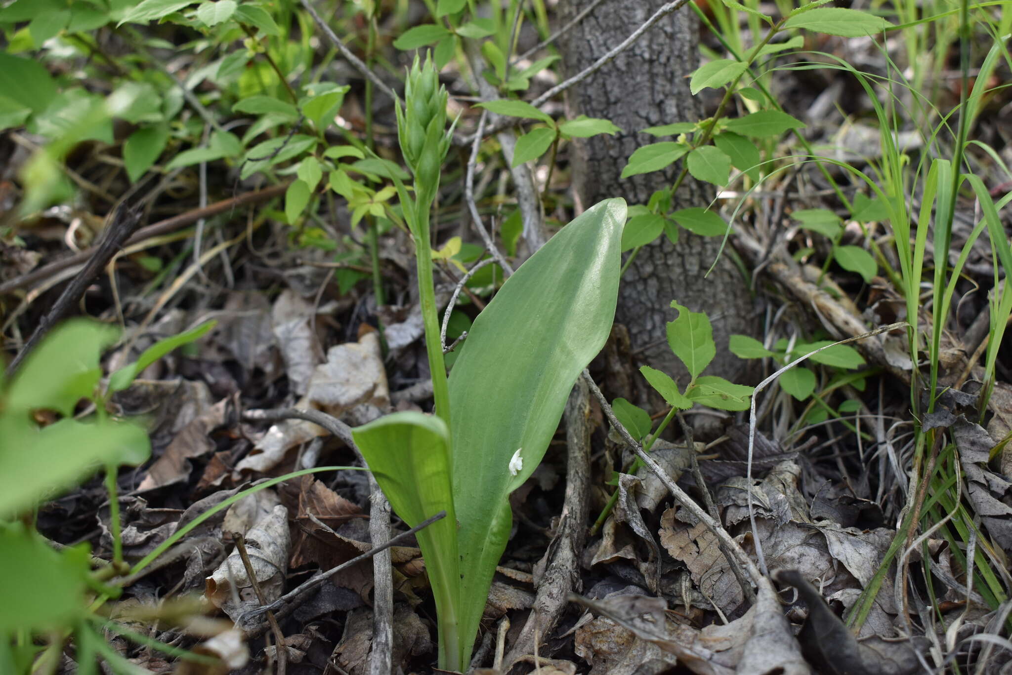 Image of Platanthera densa Freyn