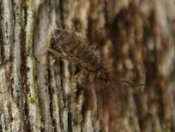 Image of Springtail