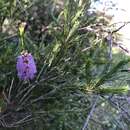 Image of Melaleuca diosmatifolia Dum.-Cours.