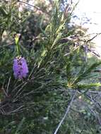 Image of Melaleuca diosmatifolia Dum.-Cours.