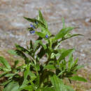 Image de Cynoglossum zeylanicum (Vahl) Thunb. ex Lehm.