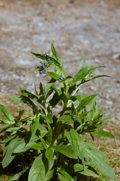 Image de Cynoglossum zeylanicum (Vahl) Thunb. ex Lehm.