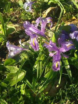 Imagem de Iris planifolia (Mill.) T. Durand & Schinz