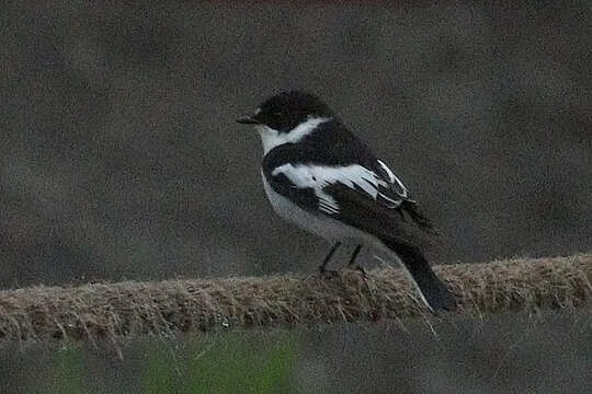 Image of Half-collared Flycatcher