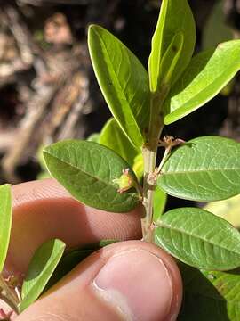 Phyllanthus distichus Hook. & Arn.的圖片