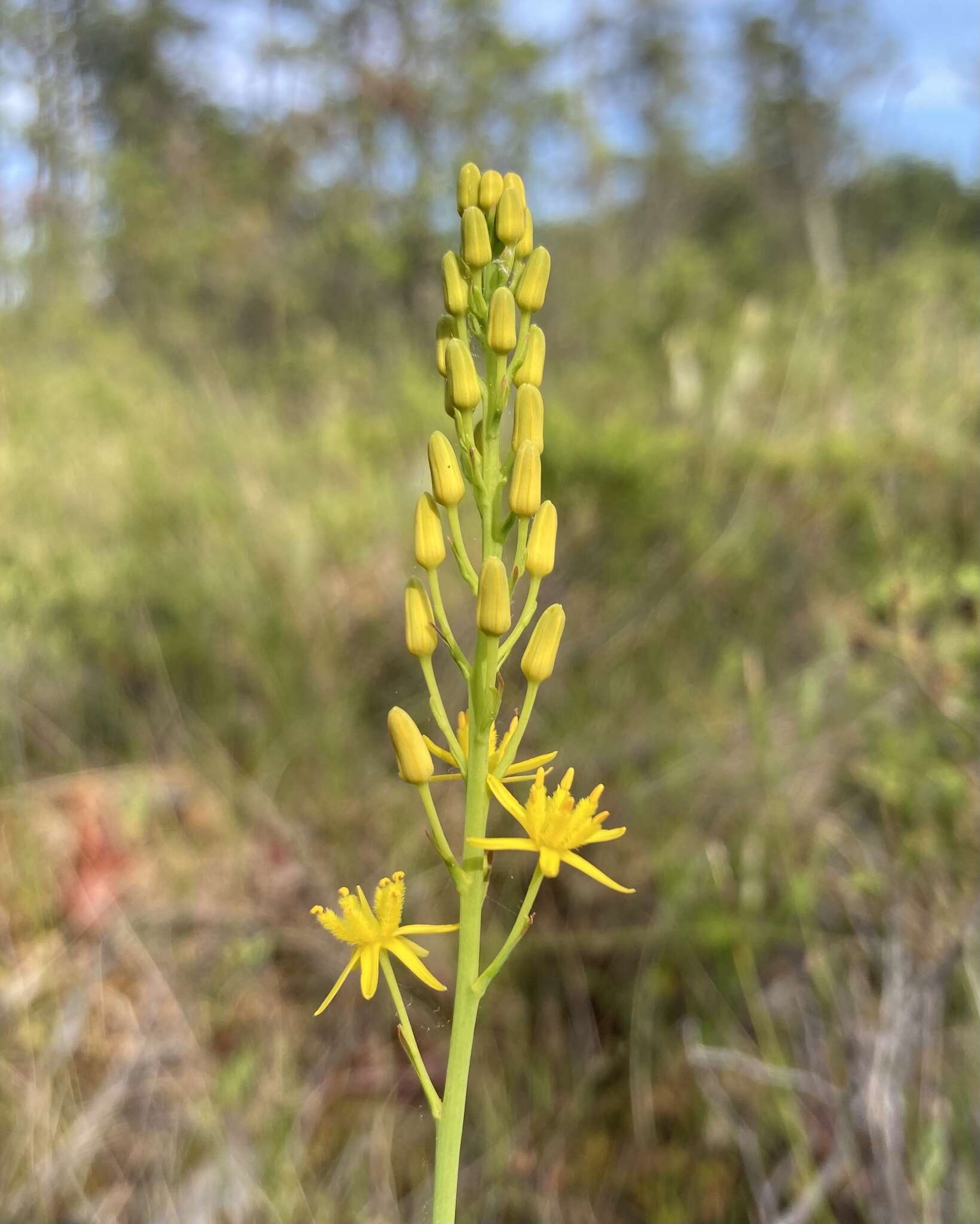 Image of yellow asphodel