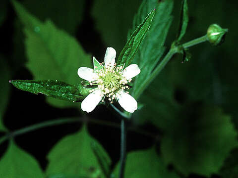 Image of white avens