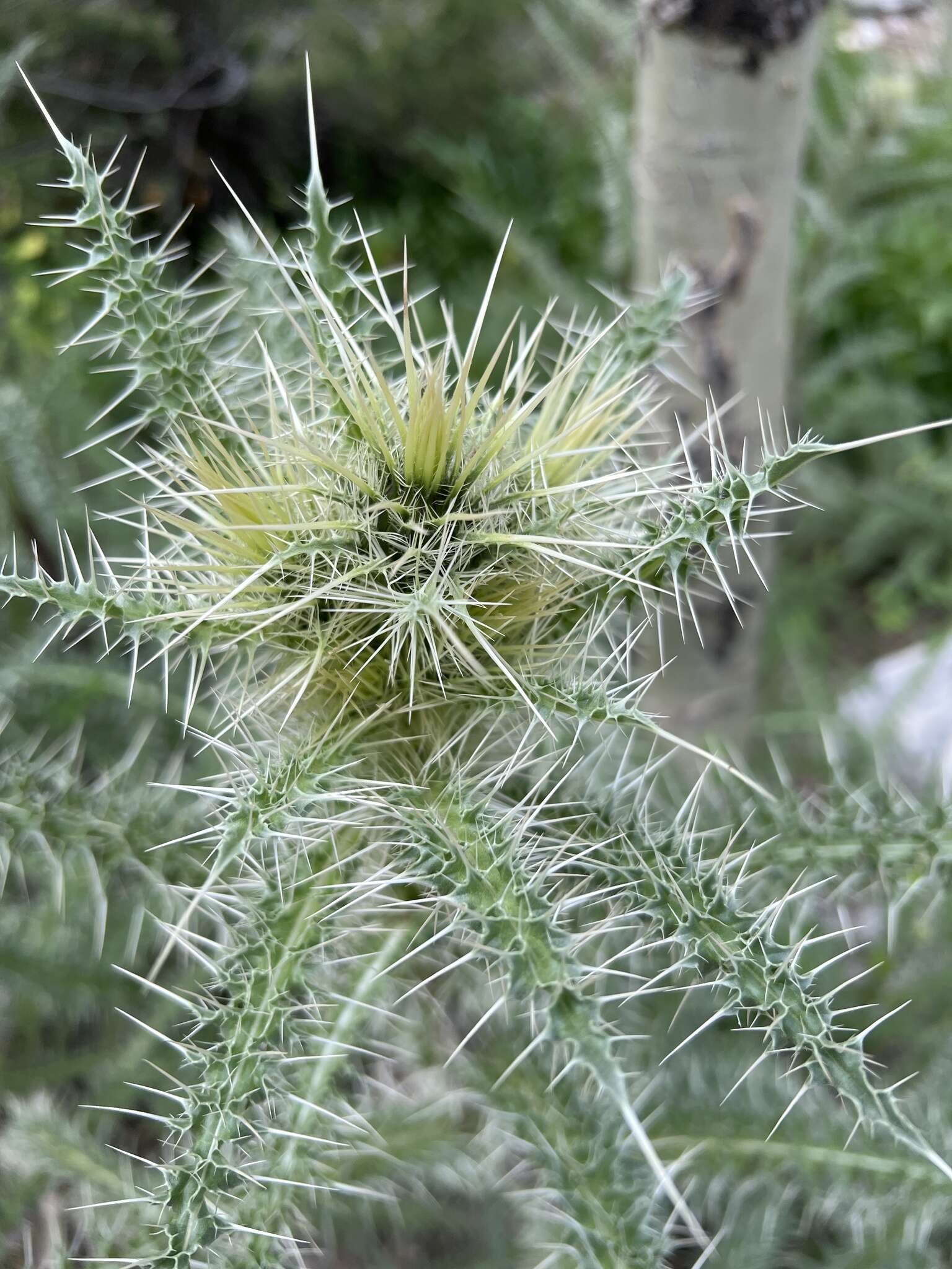 Image of whitespine thistle