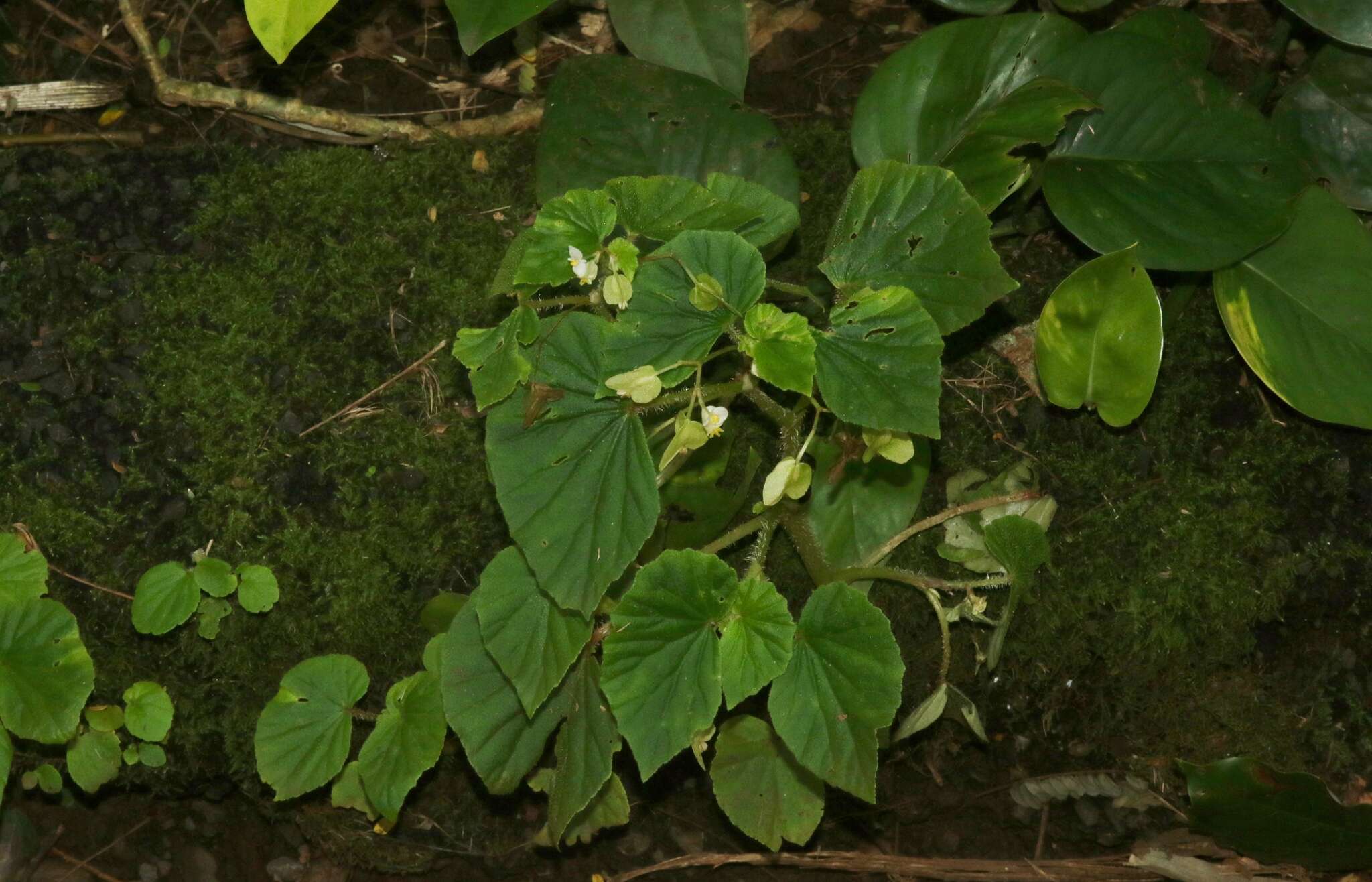 Image of Brazilian Begonia