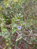 Lathyrus berteroanus Savi resmi