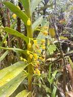 Image of Maxillaria aurea (Poepp. & Endl.) L. O. Williams