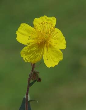 Image of Helianthemum nummularium subsp. obscurum (Celak.) J. Holub