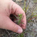 صورة Symphyotrichum parviceps (E. S. Burgess) G. L. Nesom