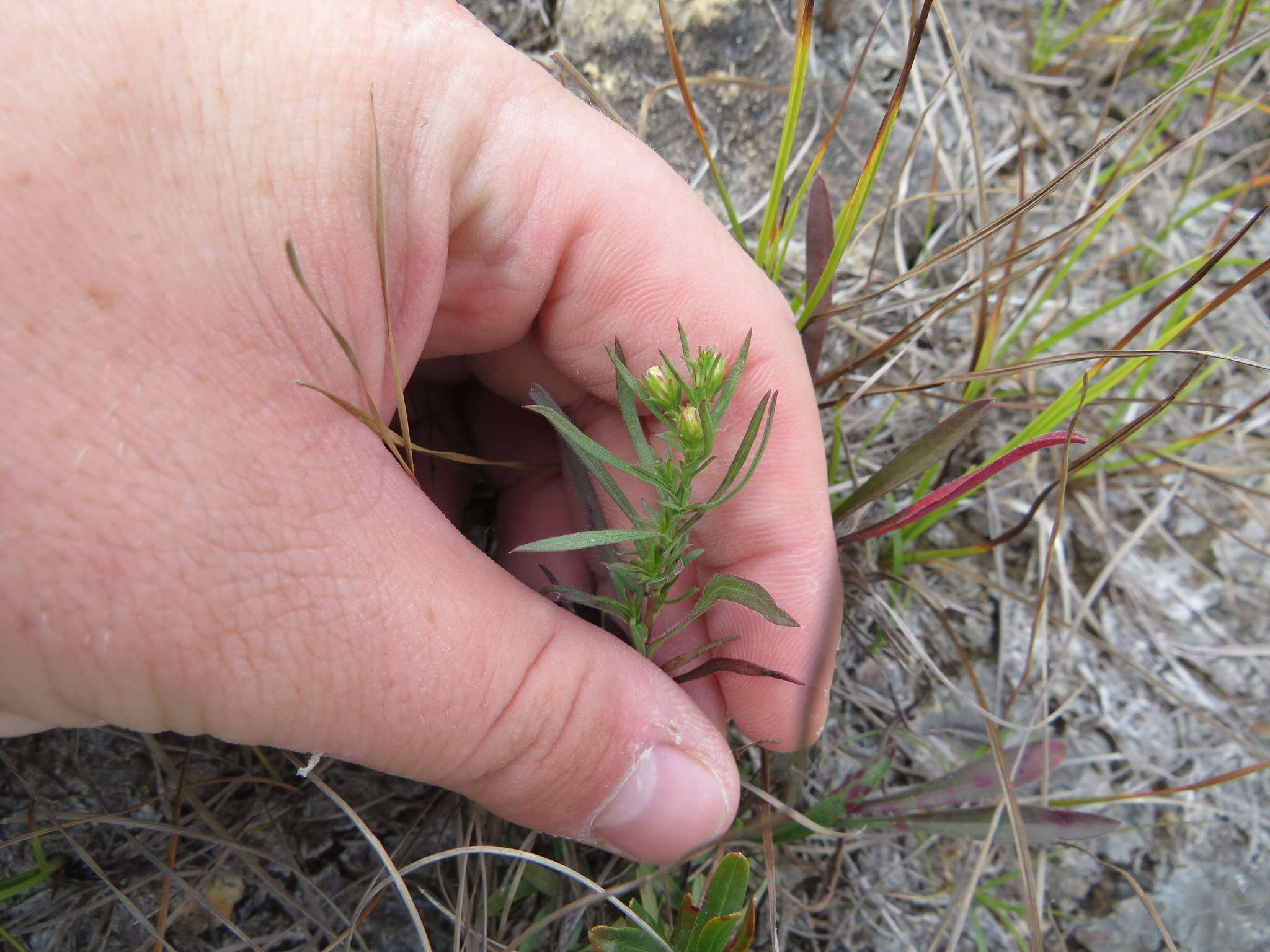 Image of smallhead aster