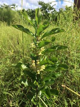 Sivun Asclepias tomentosa Ell. kuva