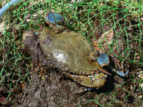 Image of blue crab