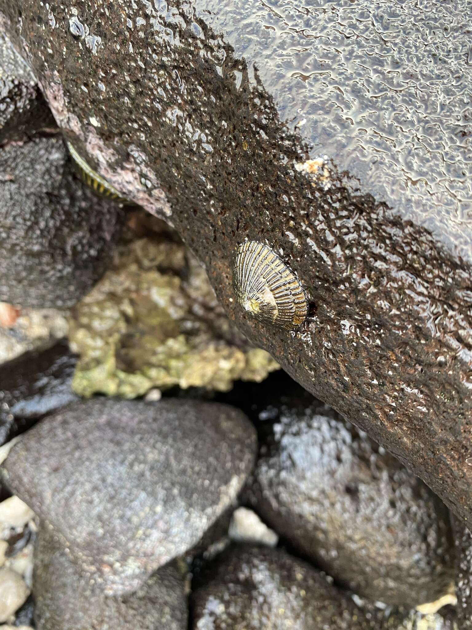 Image of black limpet