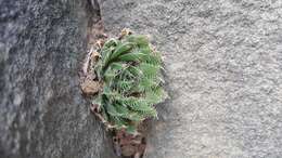 Image of Haworthia decipiens var. virella M. B. Bayer