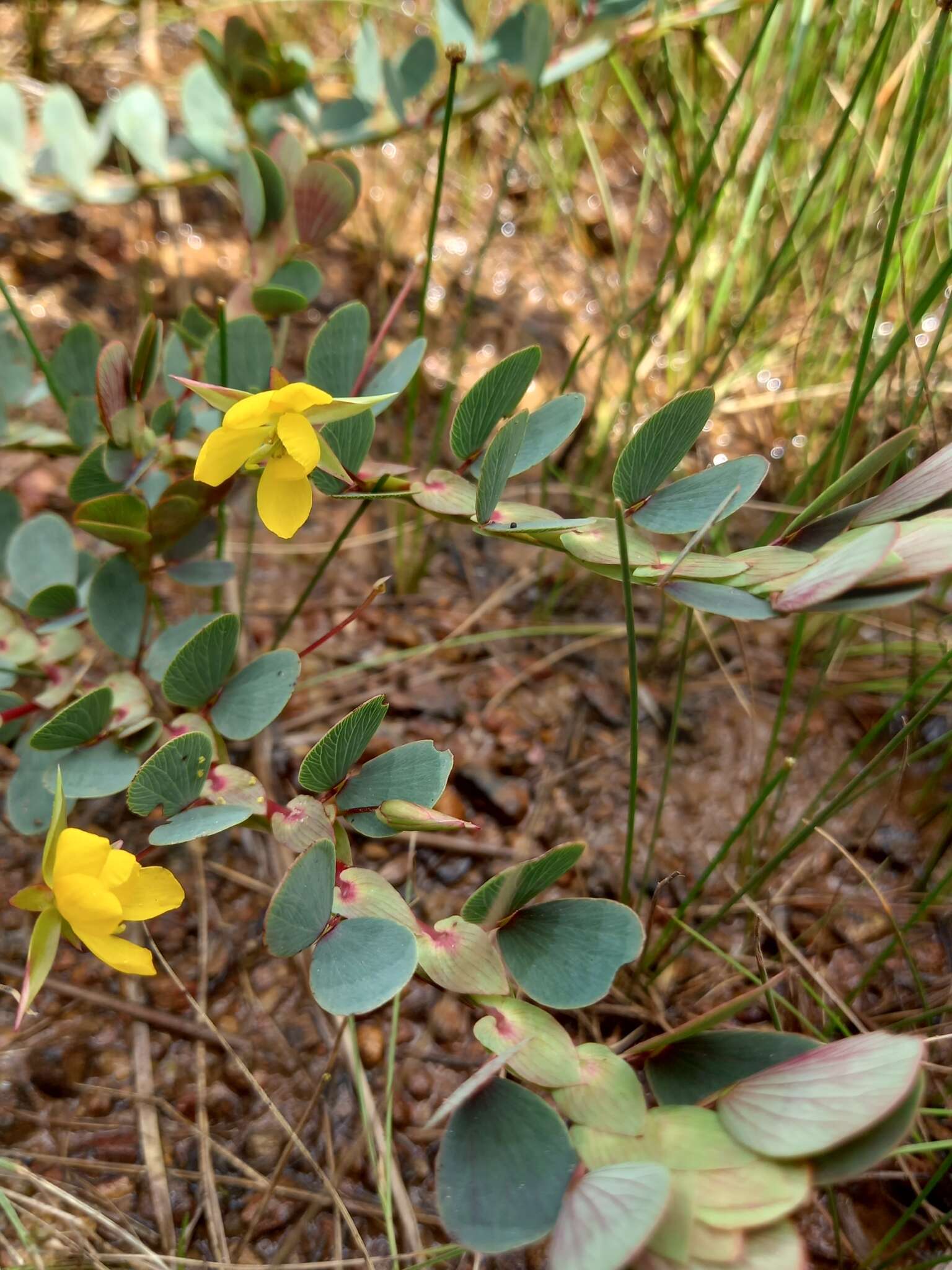 Image of Two-Leaf Sensitive-Pea