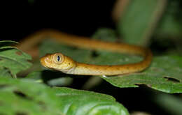 Image of Banded Cat-eyed Snake