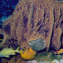 Image of Longjaw Squirrelfish