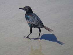 Image of Boat-tailed Grackle