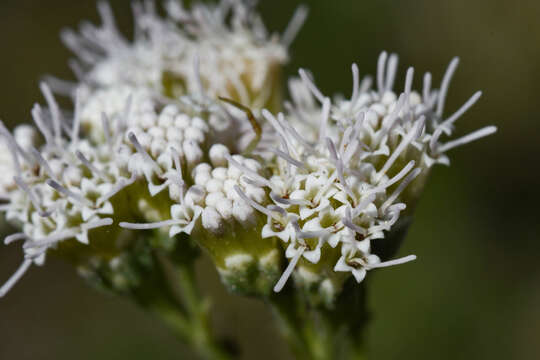 Image of Gyptis pinnatifida Cass.