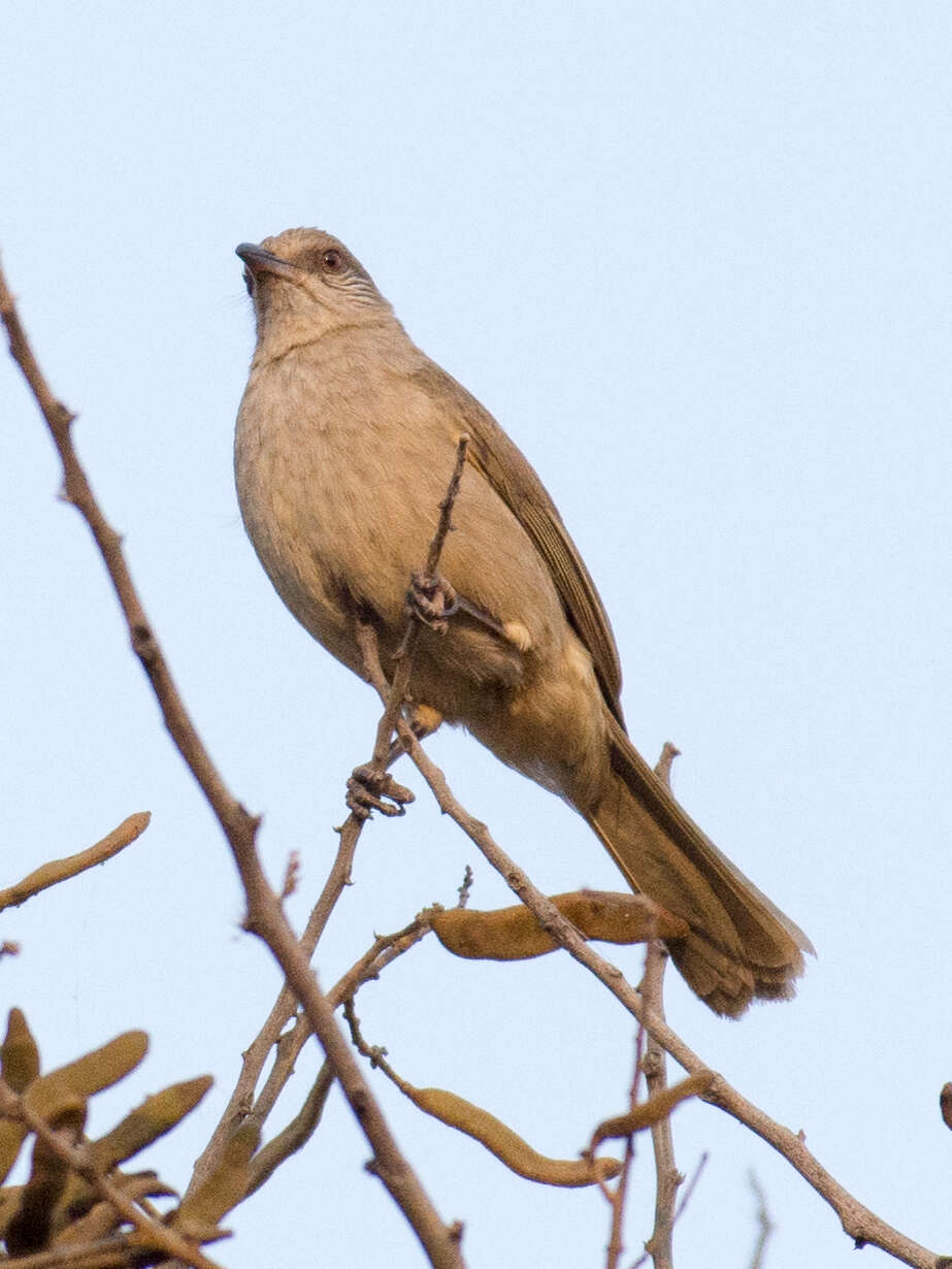 Image of Ayeyarwady Bulbul