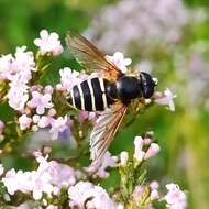 Image of Sericomyia nigra Portschinsky 1873