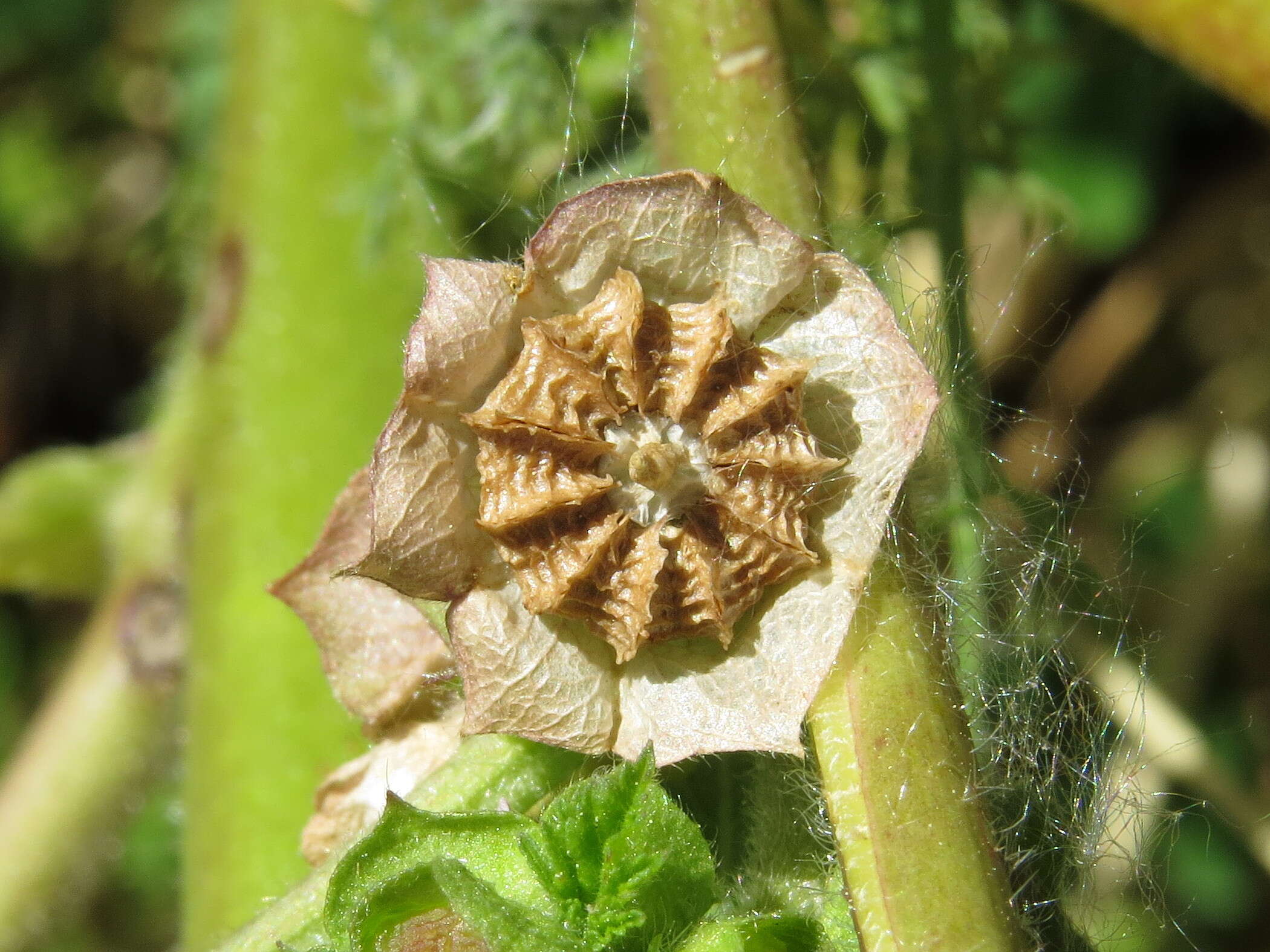 Image of Least Mallow