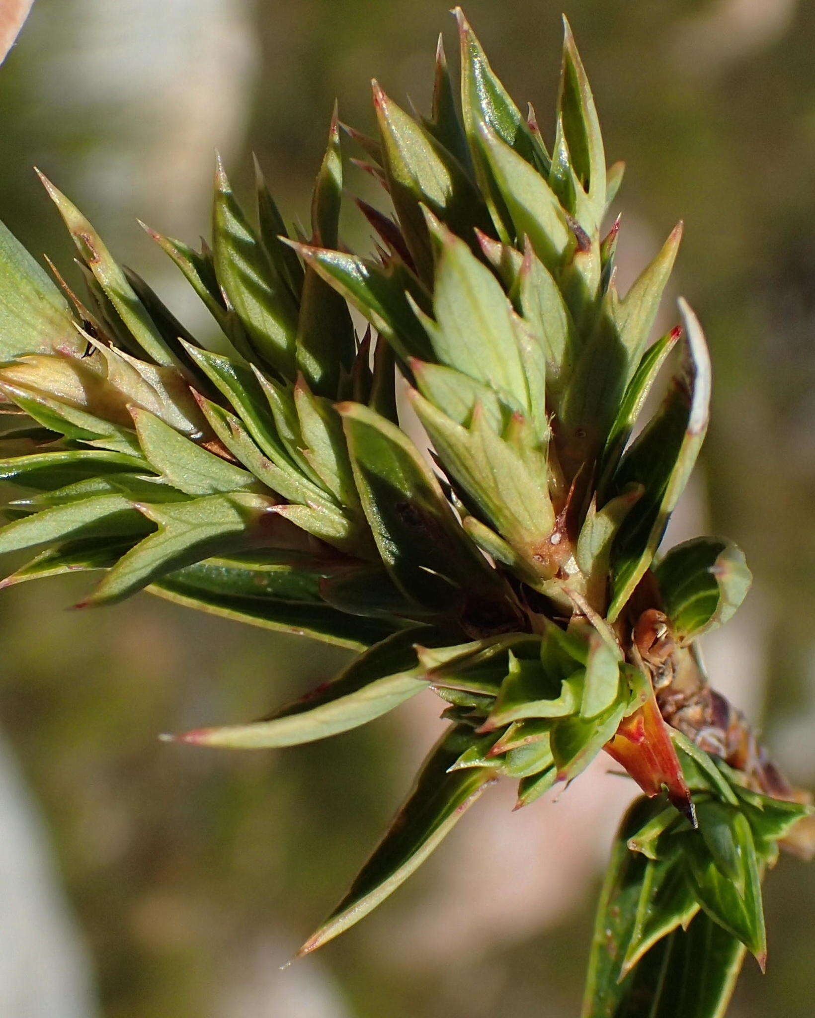 Слика од Cliffortia ilicifolia var. cordifolia (Lam.) Harv.