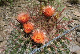 صورة Ferocactus peninsulae (F. A. C. Weber) Britton & Rose