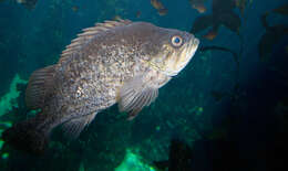 Image of Kelp rockfish