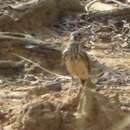 Image of Dusky Lark