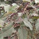 Imagem de Rubus boliviensis Focke