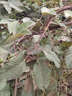 Imagem de Rubus boliviensis Focke