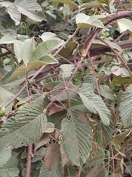 Imagem de Rubus boliviensis Focke