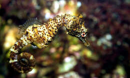 Image of Knobby Seahorse