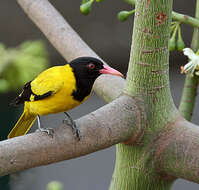 Image of Black-hooded Oriole