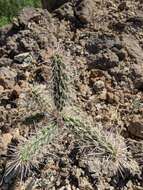 Image of tree cholla