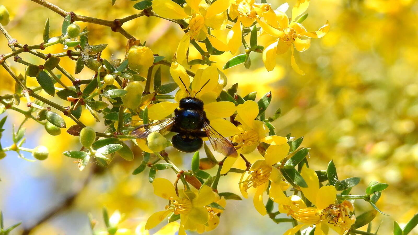 Image of Xylocopa splendidula Lepeletier 1841