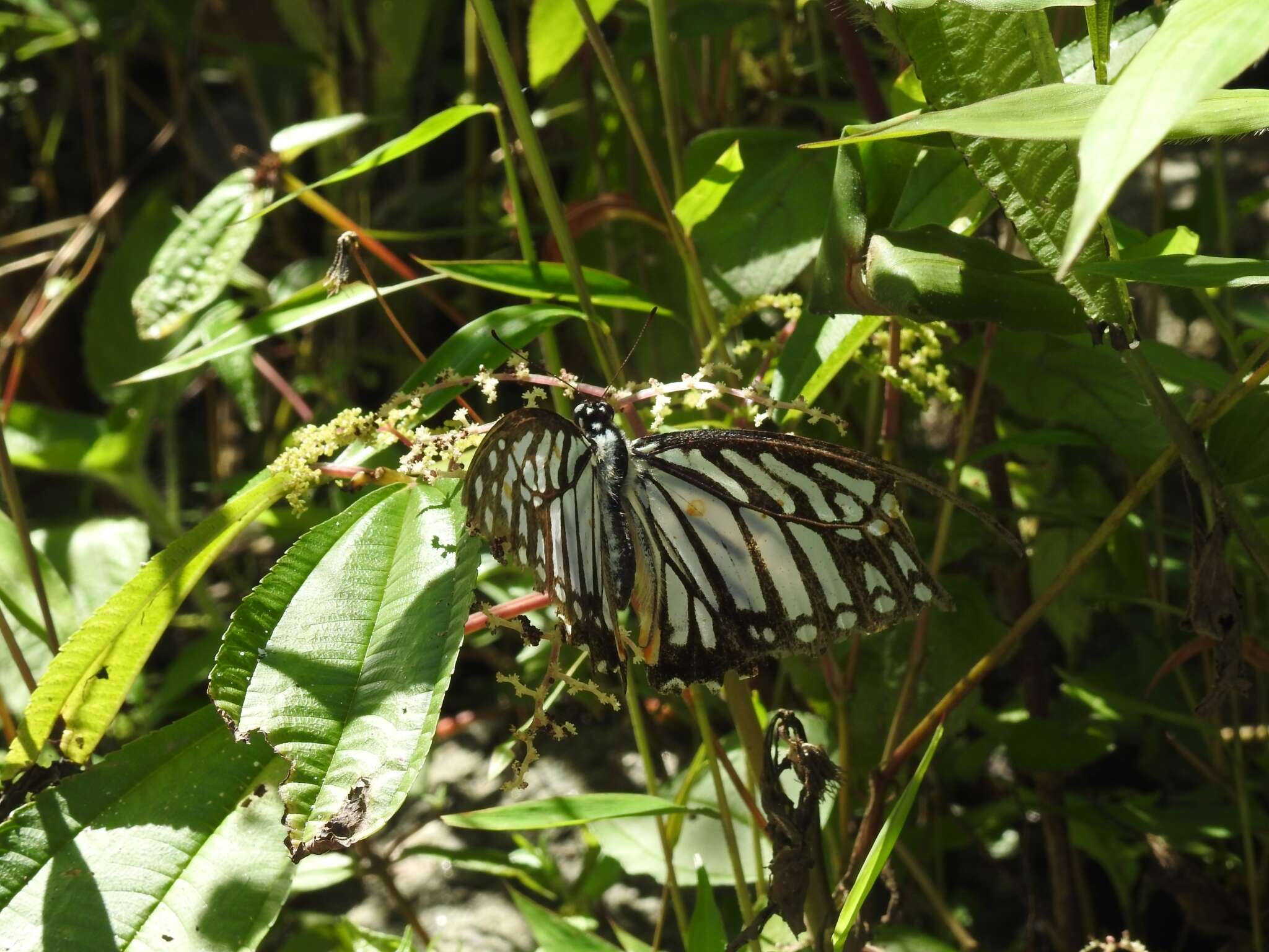 Image of Great Zebra Butterfly