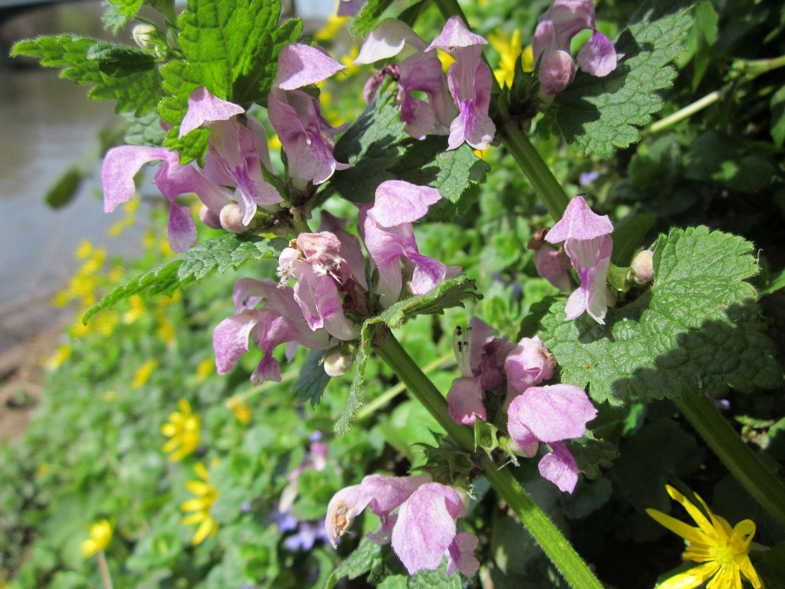 Image of spotted dead-nettle