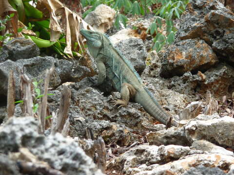 Cyclura lewisi Grant 1940 resmi