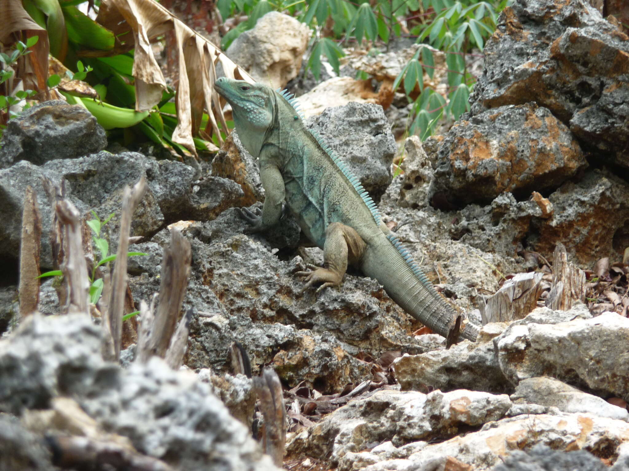 Image of Blue Iguana