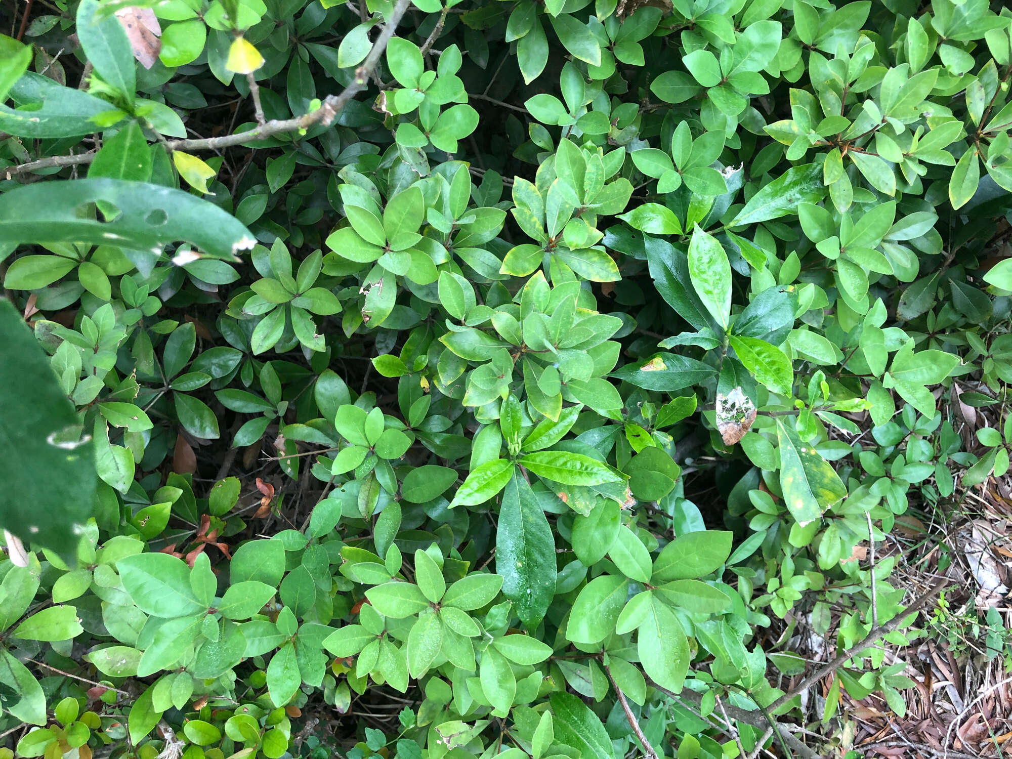 Sivun Litsea rotundifolia var. oblongifolia (Nees) C. K. Allen kuva