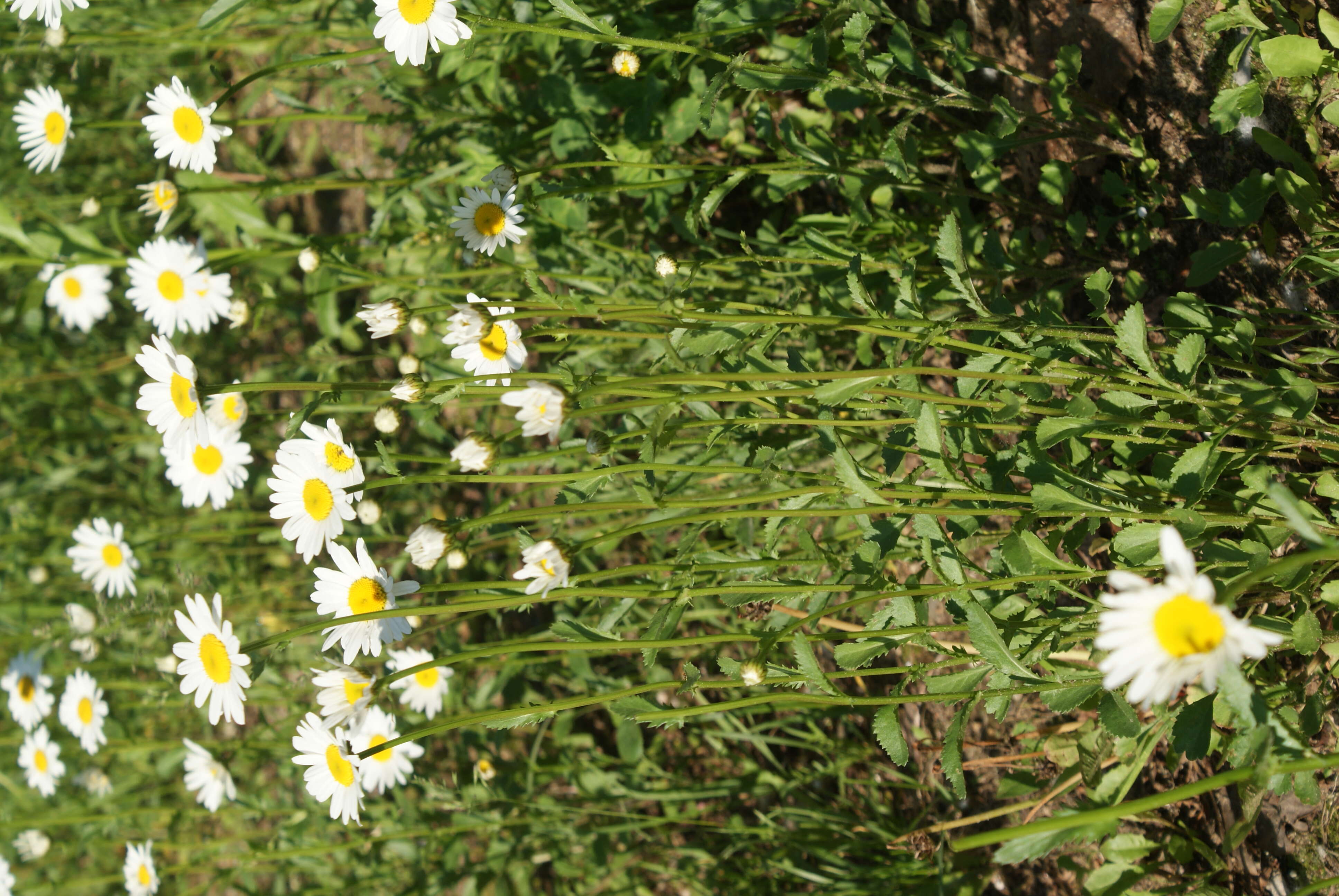 Image of Oxeye Daisy