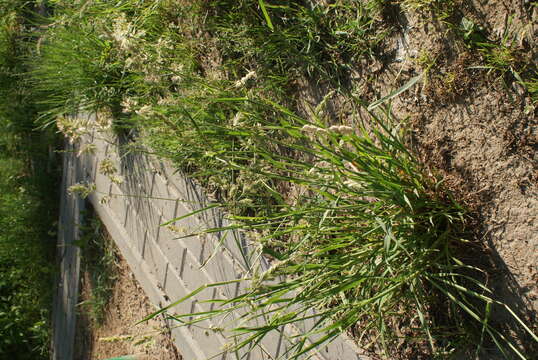 Image of Cocksfoot or Orchard Grass