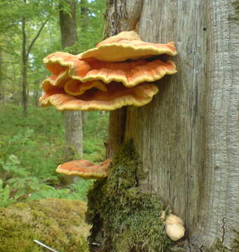 Image of Bracket Fungus