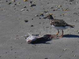 Image of Ruddy Turnstone